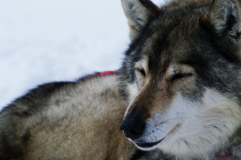 Free stock image of Close up with a grey husky created by frhuynh