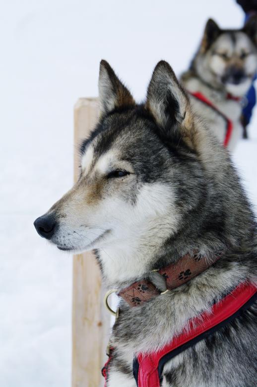 Free stock image of Close up with a grey husky created by frhuynh