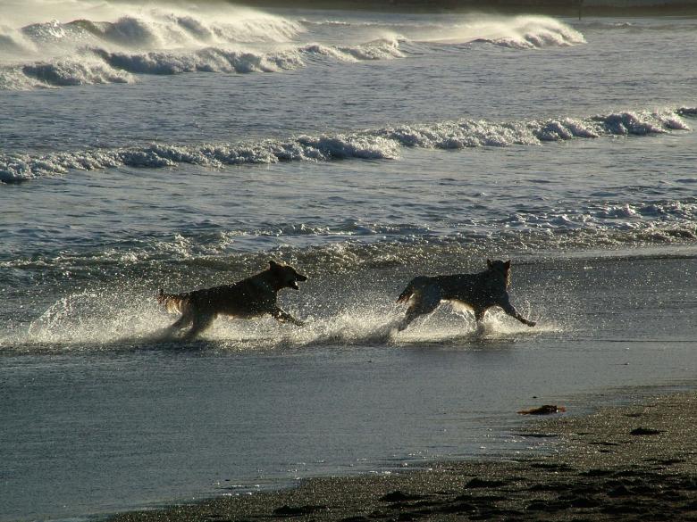 Free stock image of Surf Dogs created by Muzz