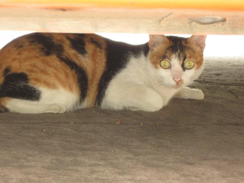 Free stock image of Cat With Yellow Eyes created by pmao