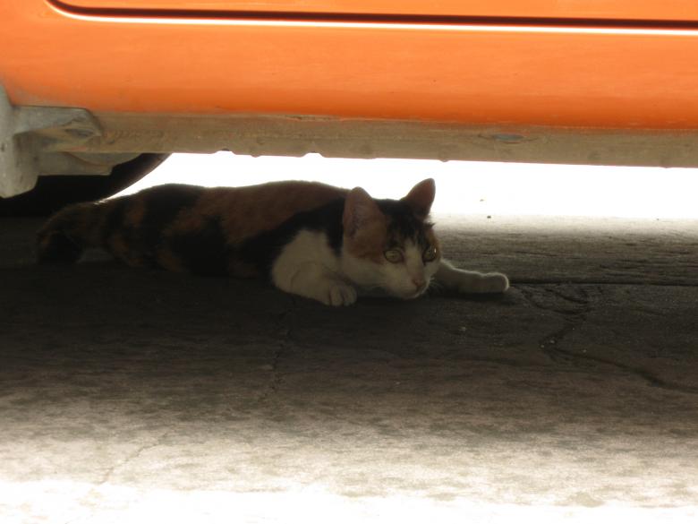 Free stock image of Bored Cat created by pmao