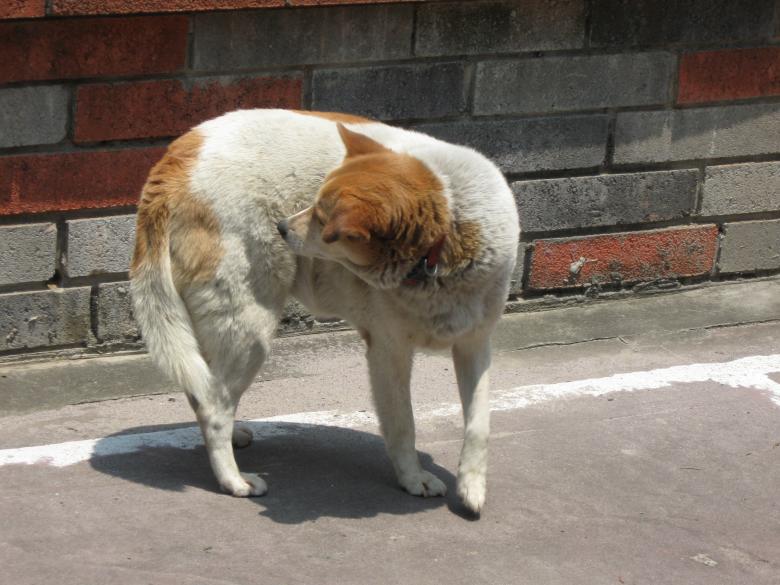 Free stock image of Brown and White Dog created by pmao