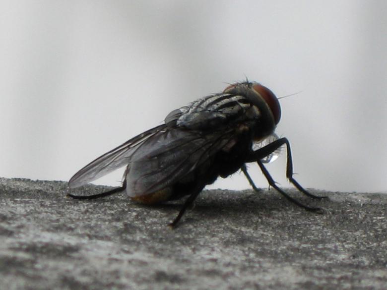 Free stock image of Fly created by pmao