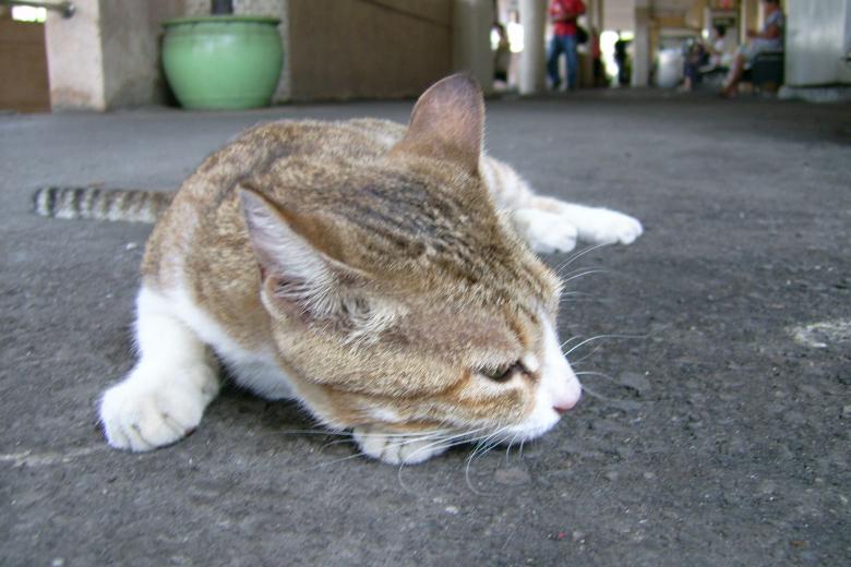 Free stock image of Thinking Cat created by pmao