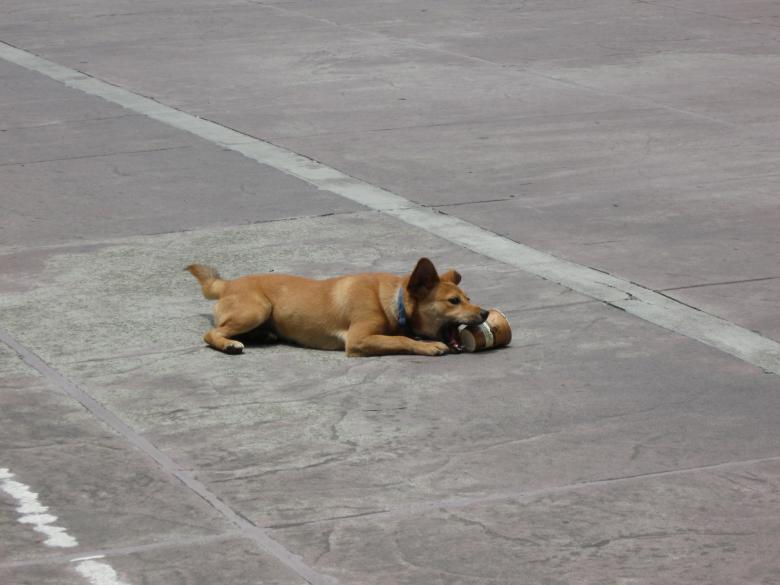 Free stock image of Dog Playing With Cup created by pmao