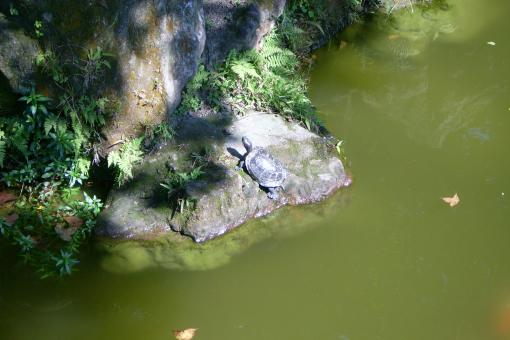 Sunbathing Turtle - Free Stock Photo