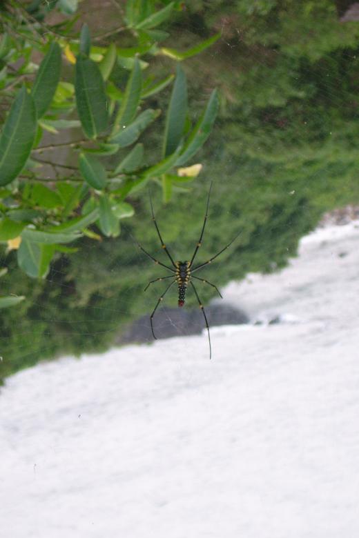 Free stock image of Nephila maculata created by pmao