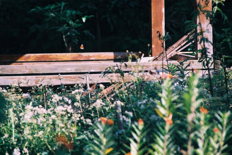 Free stock image of Butterfly Garden created by pmao