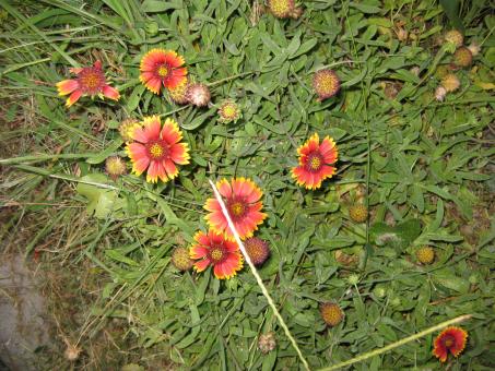 Flowers at the beach - Free Stock Photo