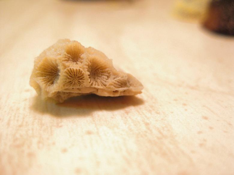 Free stock image of Coral created by John Boker
