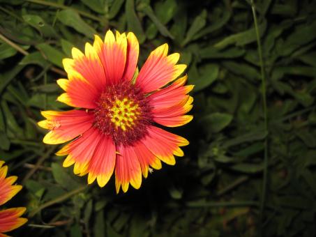Yellow and red flower - Free Stock Photo