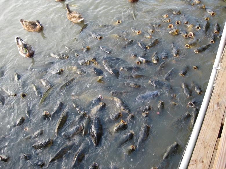 Free stock image of Begging fish created by John Boker