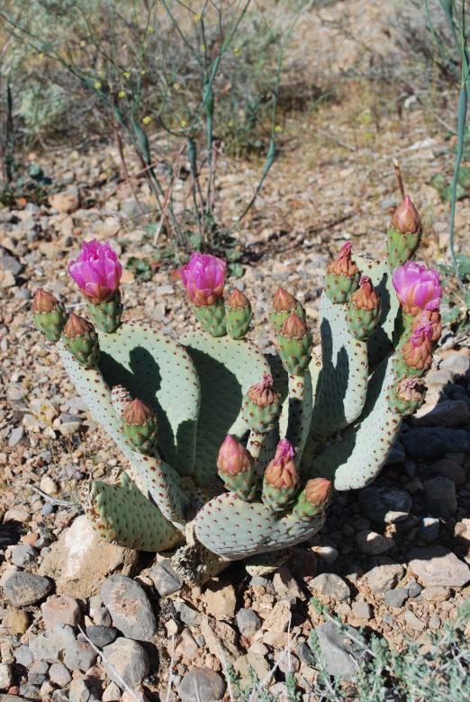 Free stock image of Desert flower cactus created by James Beattie