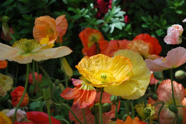 Free stock image of Flowers created by James Beattie