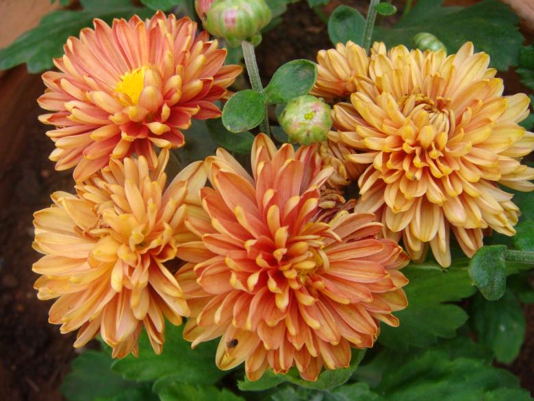 Free stock image of Orange flowers created by Rajesh
