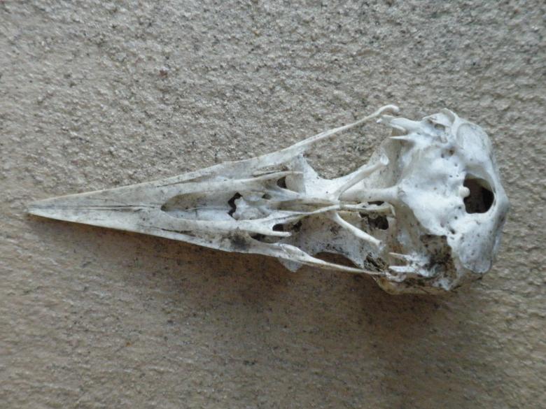 Free stock image of Bird skull created by Ashleigh Morgan
