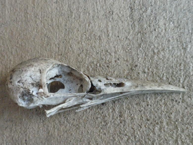 Free stock image of Bird skull created by Ashleigh Morgan