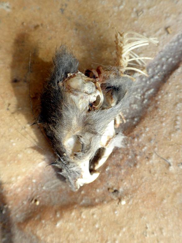 Free stock image of Decomposed mouse skull created by Ashleigh Morgan