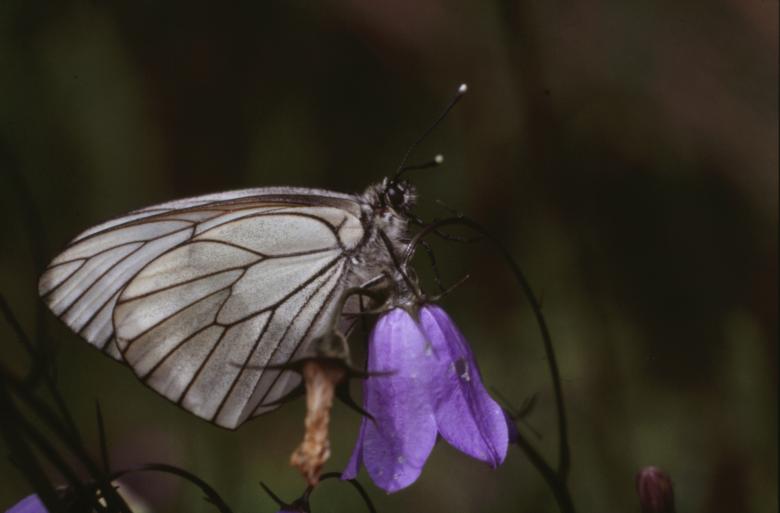 Free stock image of BUTTERFLY created by MUNCH PIERRE
