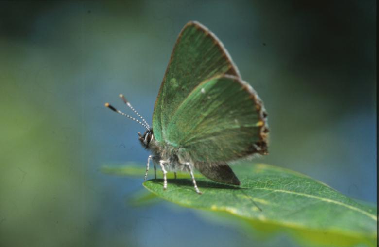 Free stock image of BUTTERFLY created by MUNCH PIERRE
