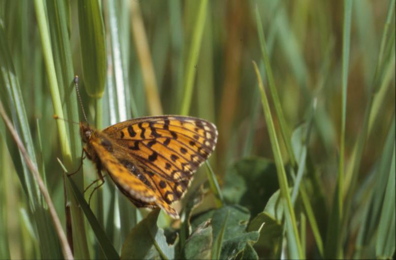 Free stock image of BUTTERFLY created by MUNCH PIERRE