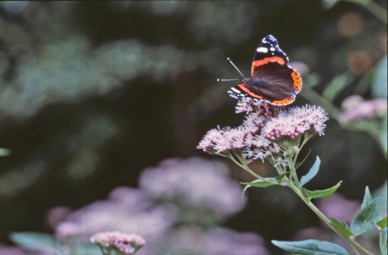 Free stock image of BUTTERFLY created by MUNCH PIERRE