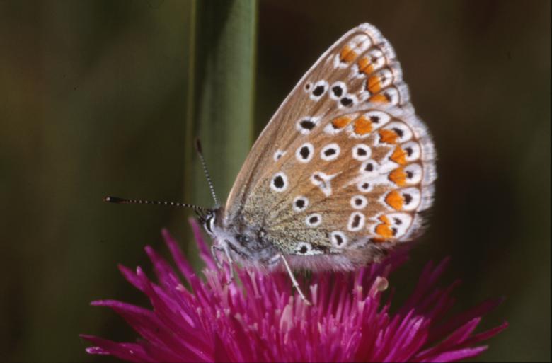 Free stock image of BUTTERFLY created by MUNCH PIERRE
