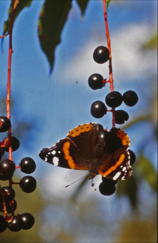 Free stock image of BUTTERFLY created by MUNCH PIERRE
