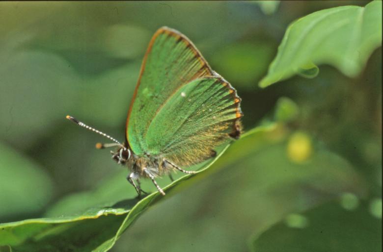 Free stock image of BUTTERFLY created by MUNCH PIERRE