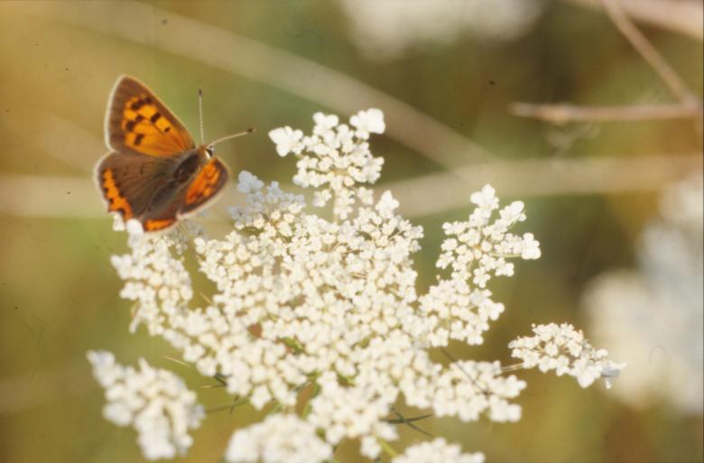 Free stock image of BUTTERFLY created by MUNCH PIERRE