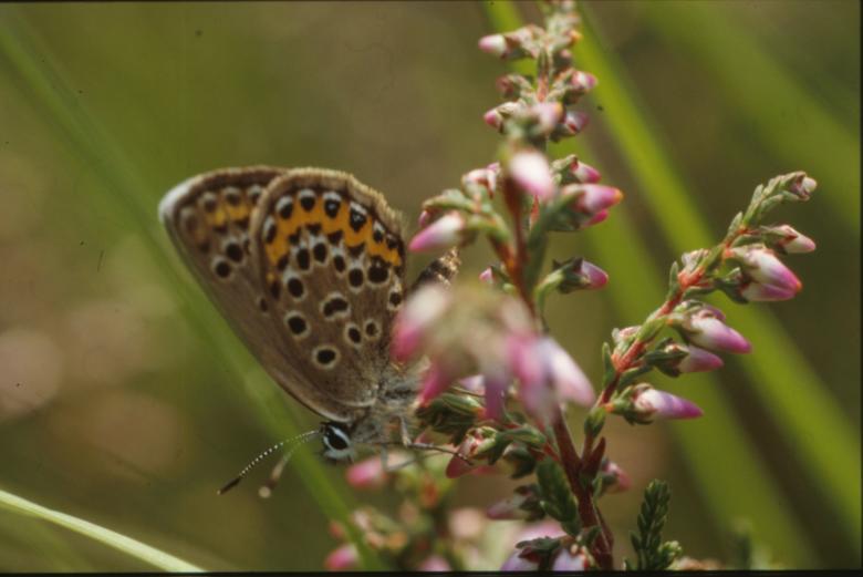 Free stock image of BUTTERFLY created by MUNCH PIERRE