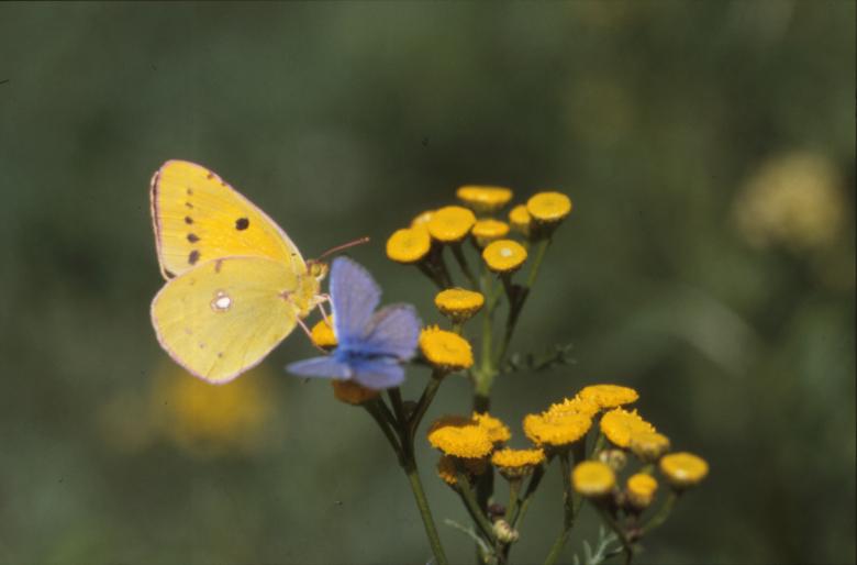 Free stock image of BUTTERFLY created by MUNCH PIERRE