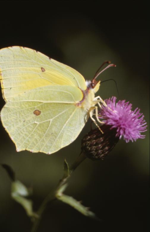 Free stock image of BUTTERFLY created by MUNCH PIERRE