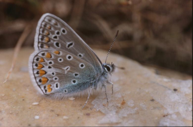 Free stock image of BUTTERFLY created by MUNCH PIERRE