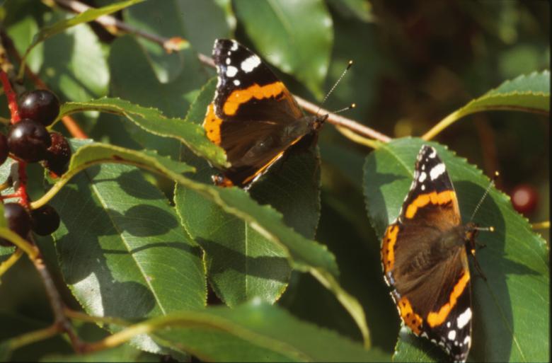 Free stock image of BUTTERFLY created by MUNCH PIERRE