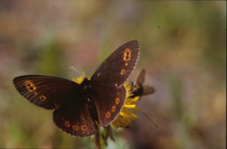 Free stock image of BUTTERFLY created by MUNCH PIERRE