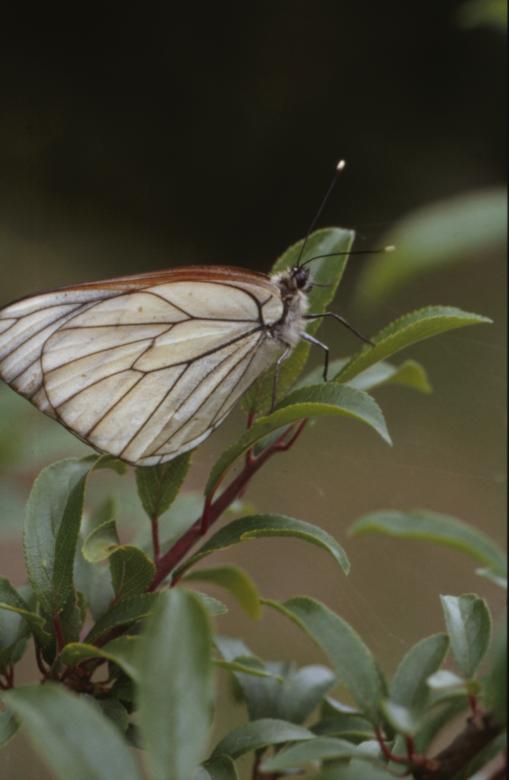 Free stock image of BUTTERFLY created by MUNCH PIERRE