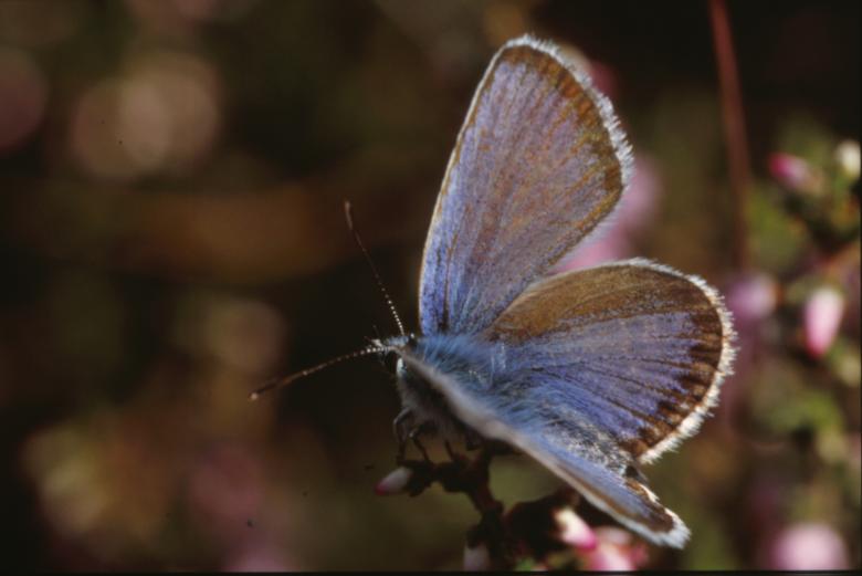 Free stock image of BUTTERFLY created by MUNCH PIERRE