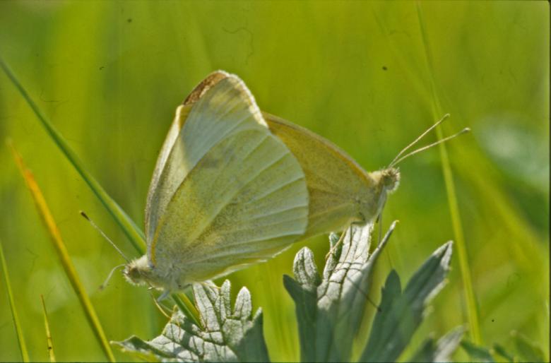 Free stock image of BUTTERFLY created by MUNCH PIERRE