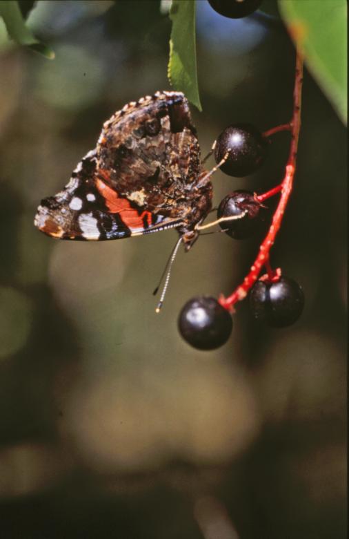 Free stock image of BUTTERFLY created by MUNCH PIERRE