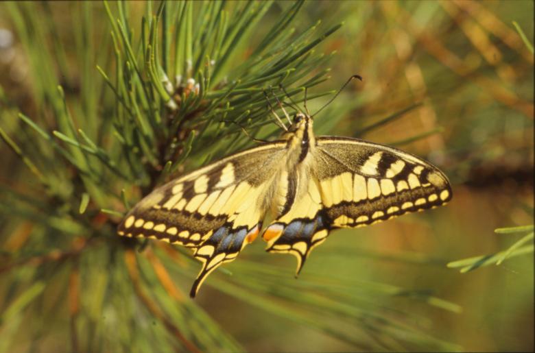 Free stock image of BUTTERFLY created by MUNCH PIERRE