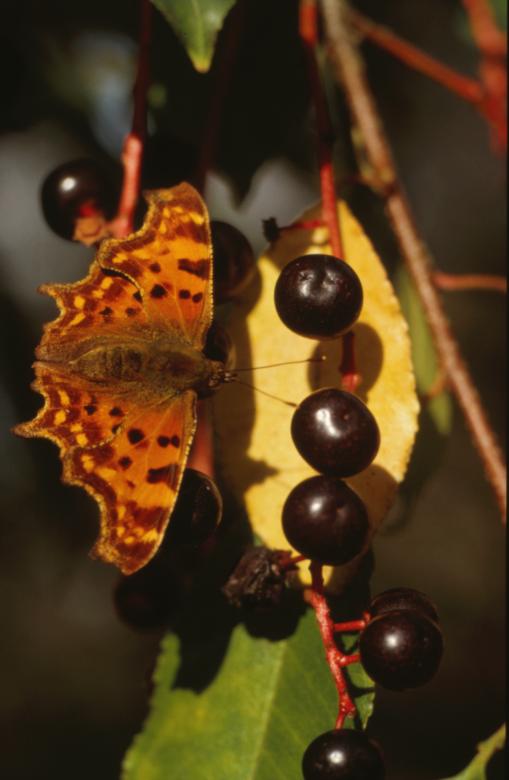 Free stock image of BUTTERFLY created by MUNCH PIERRE