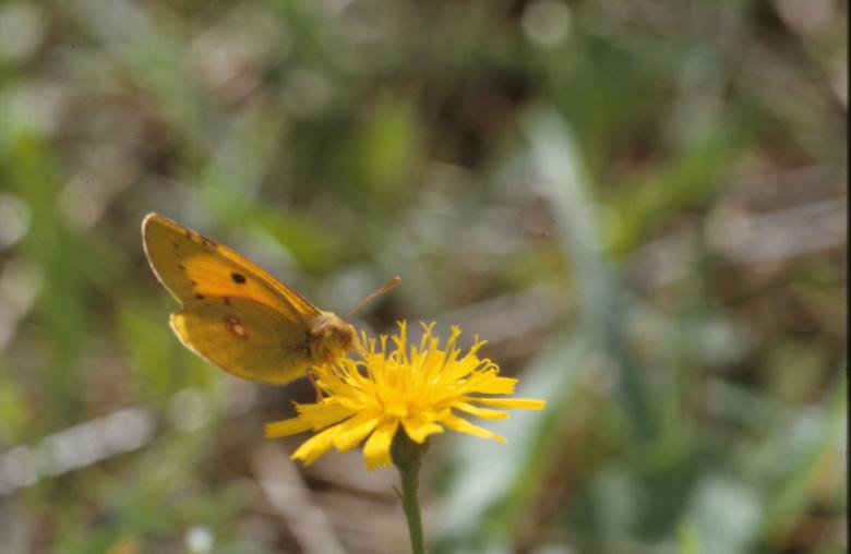 Free stock image of BUTTERFLY created by MUNCH PIERRE