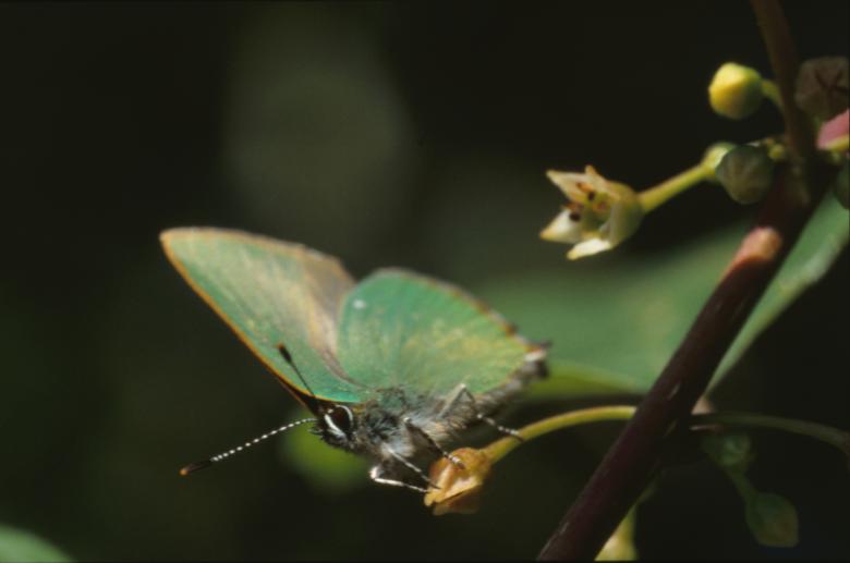 Free stock image of BUTTERFLY created by MUNCH PIERRE