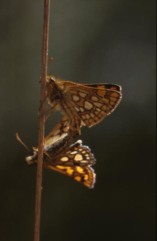 Free stock image of BUTTERFLY created by MUNCH PIERRE