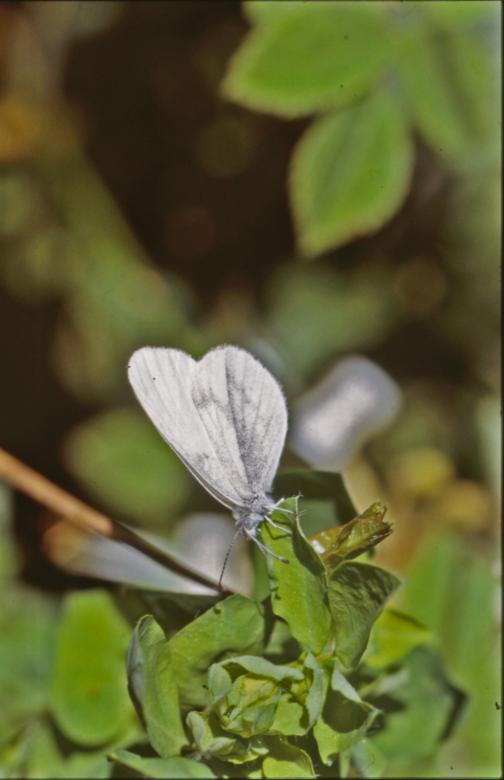 Free stock image of BUTTERFLY created by MUNCH PIERRE