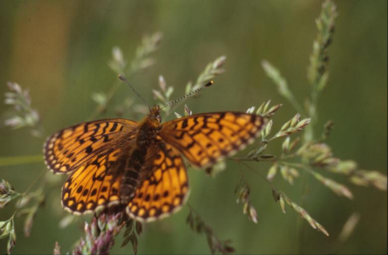 Free stock image of BUTTERFLY created by MUNCH PIERRE