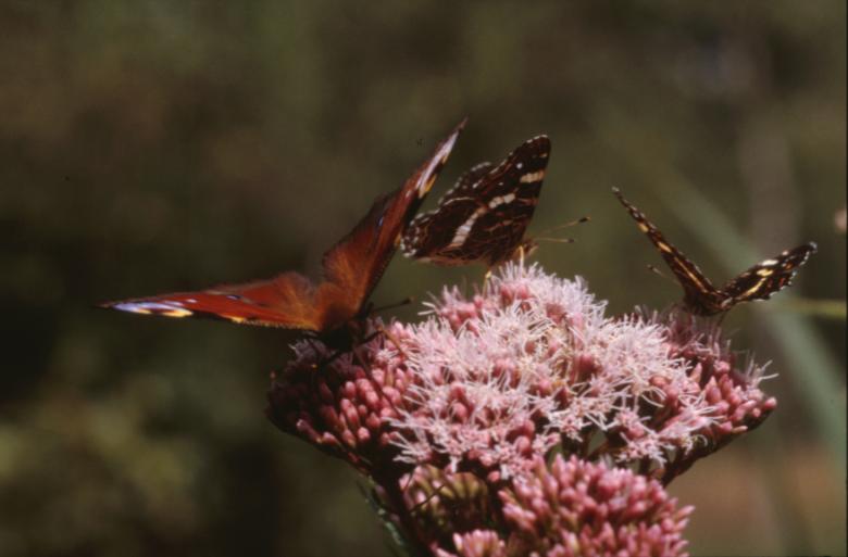 Free stock image of BUTTERFLY created by MUNCH PIERRE