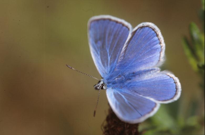 Free stock image of BUTTERFLY created by MUNCH PIERRE