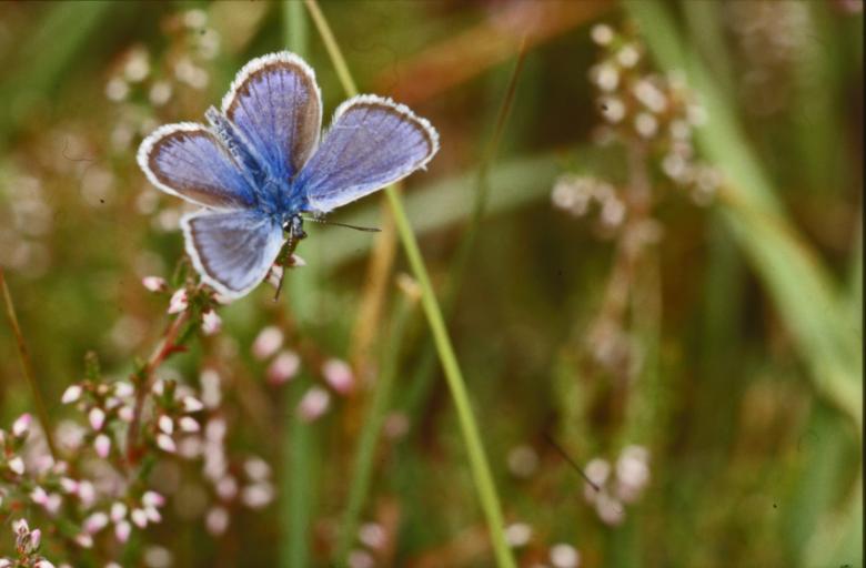 Free stock image of BUTTERFLY created by MUNCH PIERRE